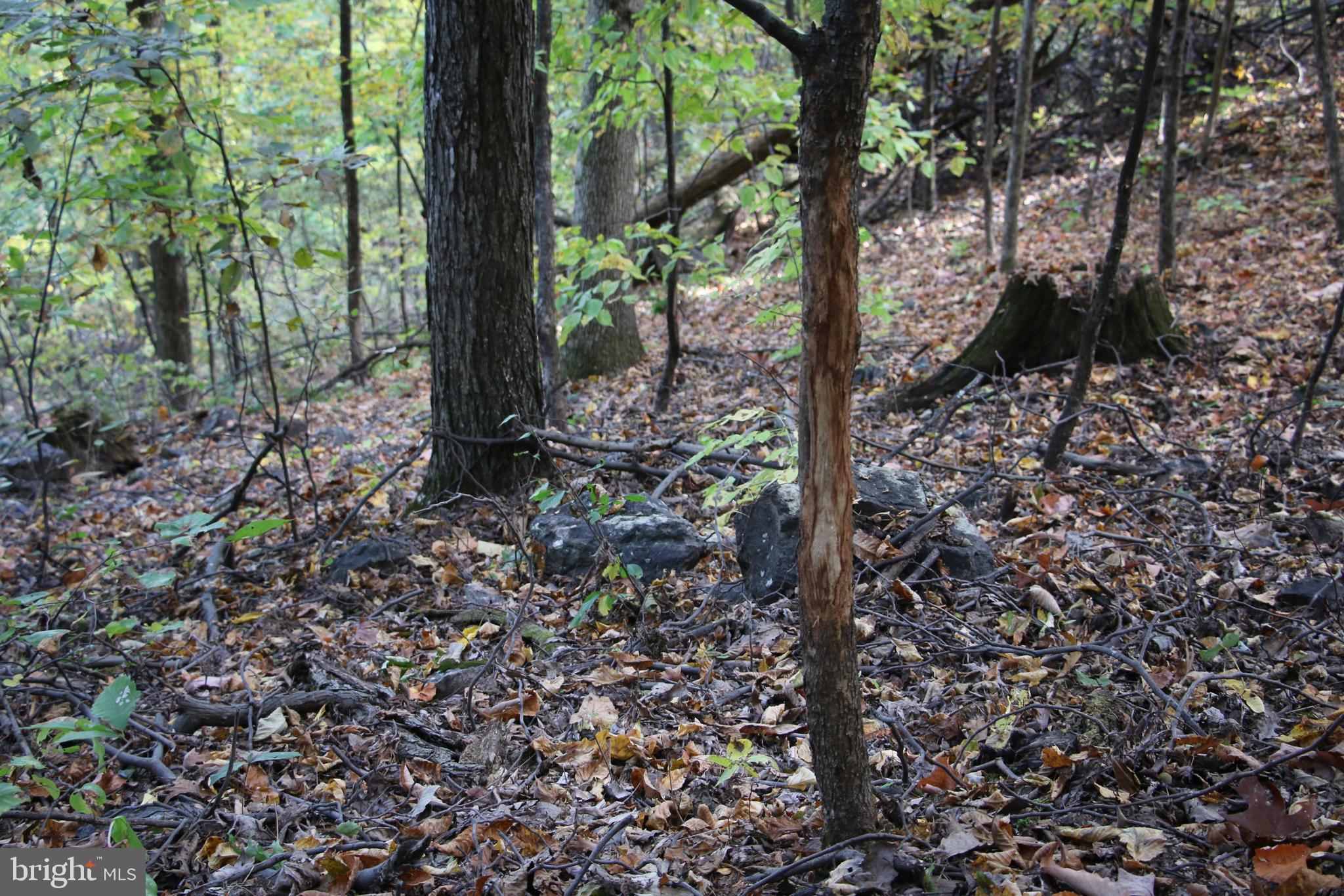 Senedo Rd Mount Mount Jackson, VA 22842 - Photo 4 of 25