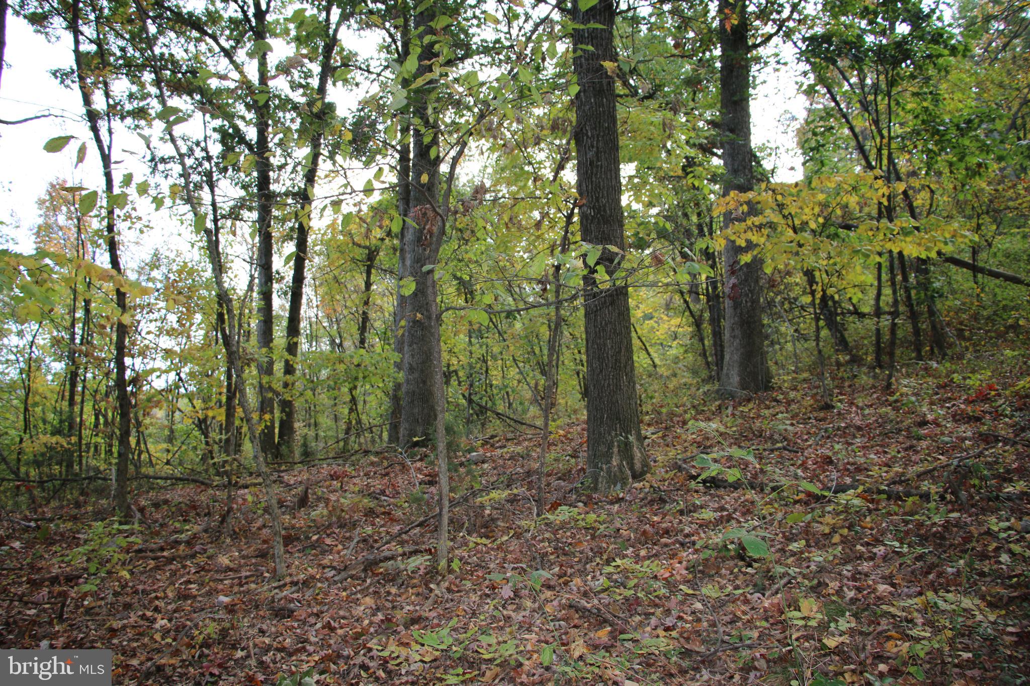 Senedo Rd Mount Mount Jackson, VA 22842 - Photo 7 of 25