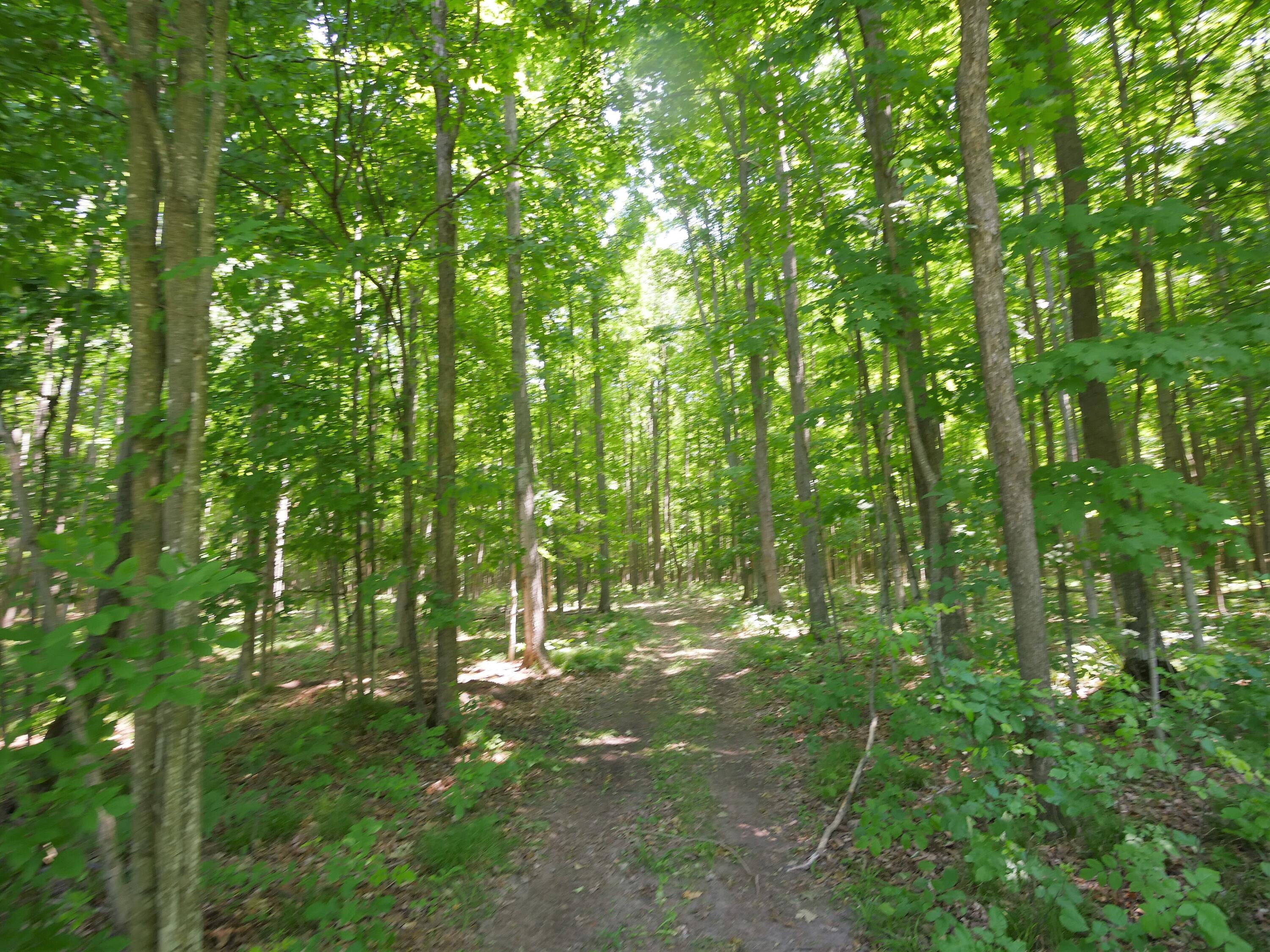 8575 Klein Road Hillman, MI 49746 - Photo 25 of 34 Gallery Image 25