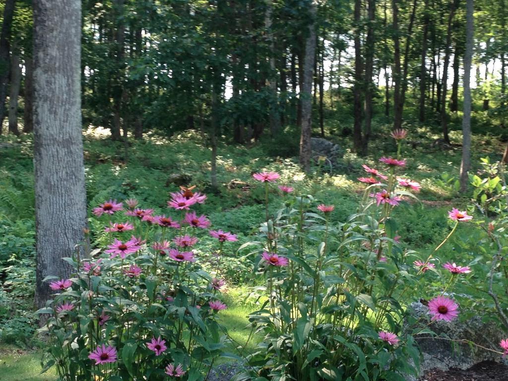 148 Rob Road Brooklin, ME 04616 - Photo 46 of 56 Echinacea
