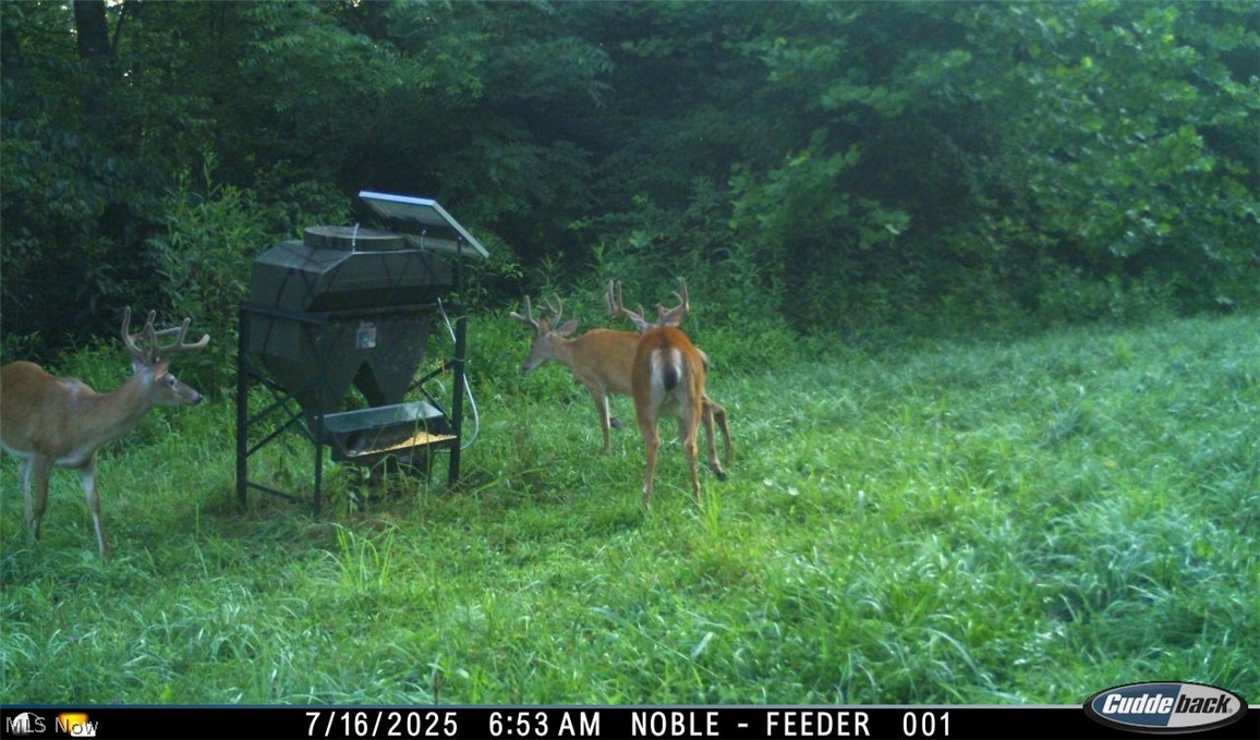 Lew Marten Road Summerfield, OH 43788 - Photo 19 of 50 Gallery Image 19