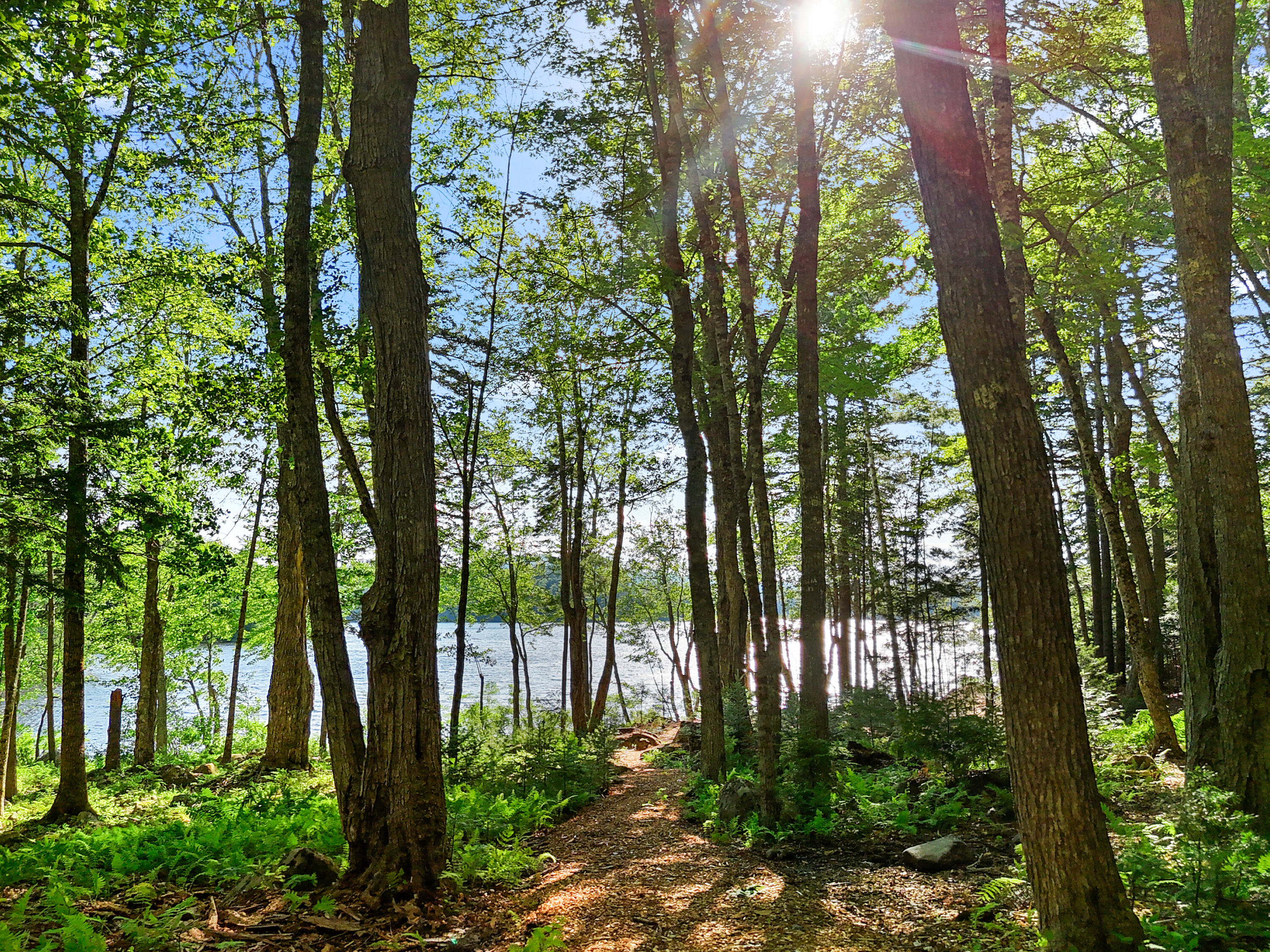 46 Mullins Bog Road Lincolnville, ME 04849 - Photo 3 of 24 DJI_20260624171531_0200_D-1