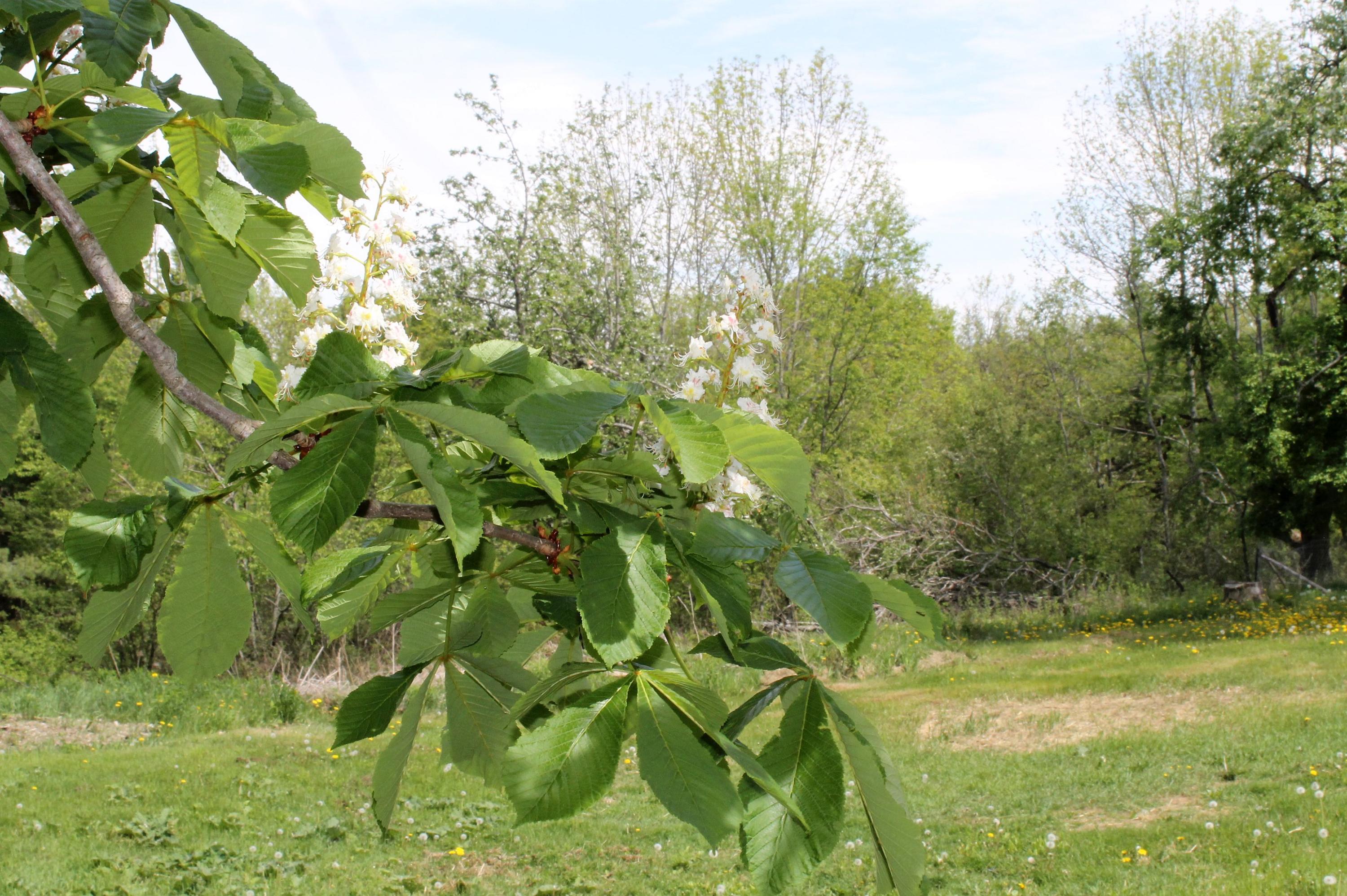 751 Silver Lake Road Bucksport, ME 04416 - Photo 23 of 26 ChestnutBlossom