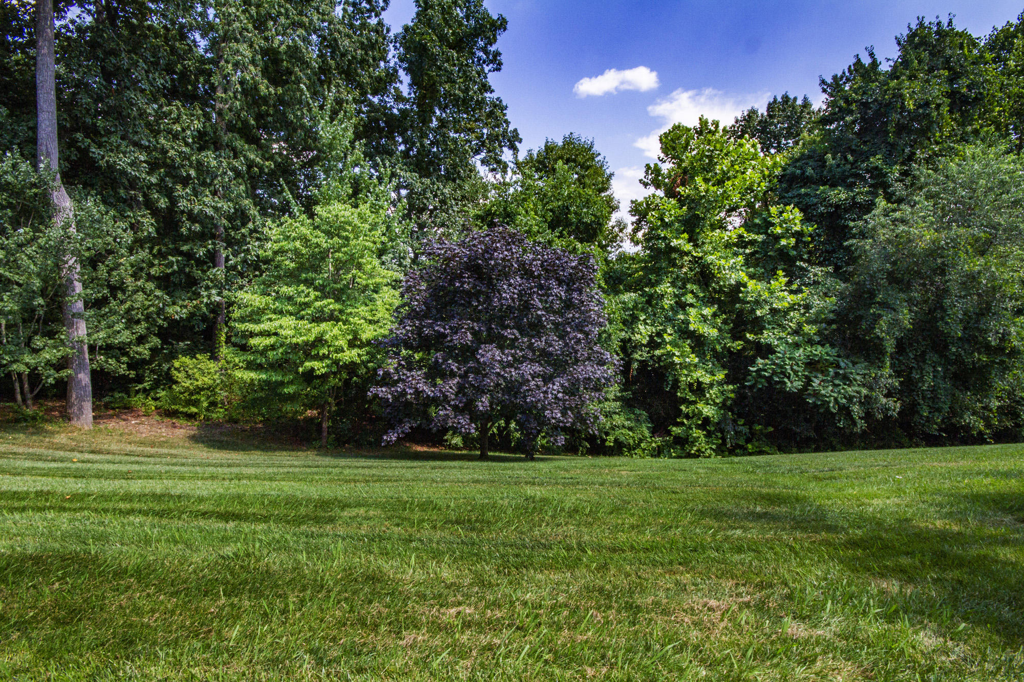 12930 Long Ridge Road Knoxville, TN 37934 - Photo 3 of 34 Private Rear Yard