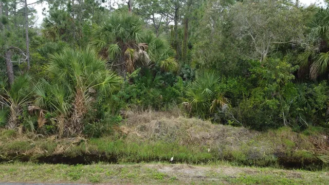 a view of a forest with a tree