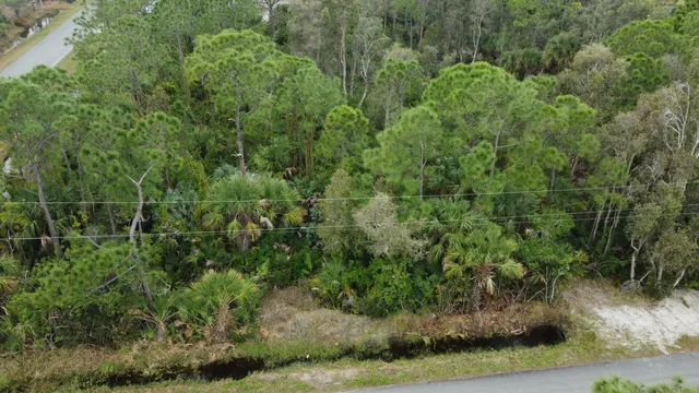 a view of a forest with lots of trees