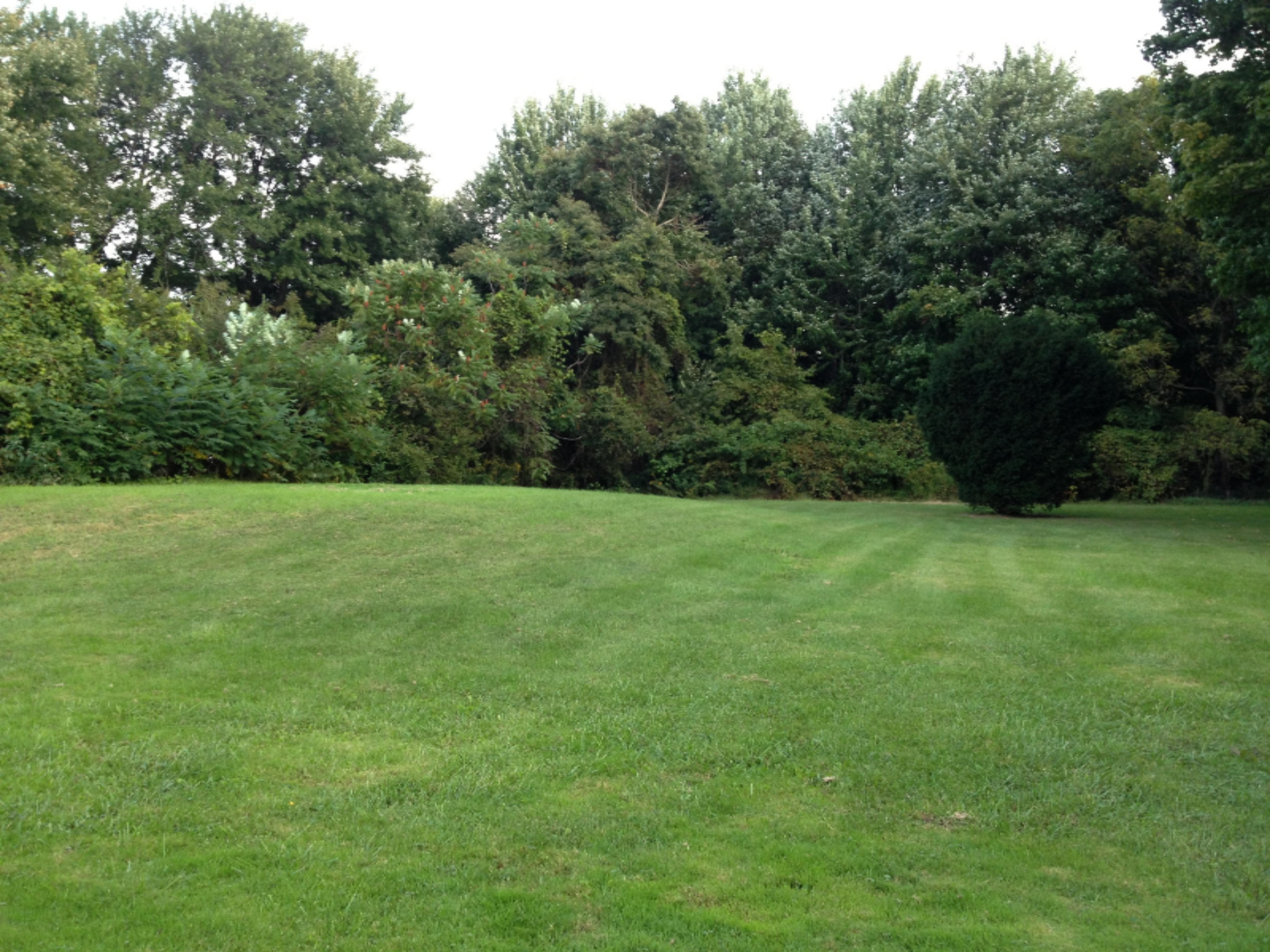 2467 Coloma Road Benton Harbor, MI 49022 - Photo 4 of 13 Back Yard