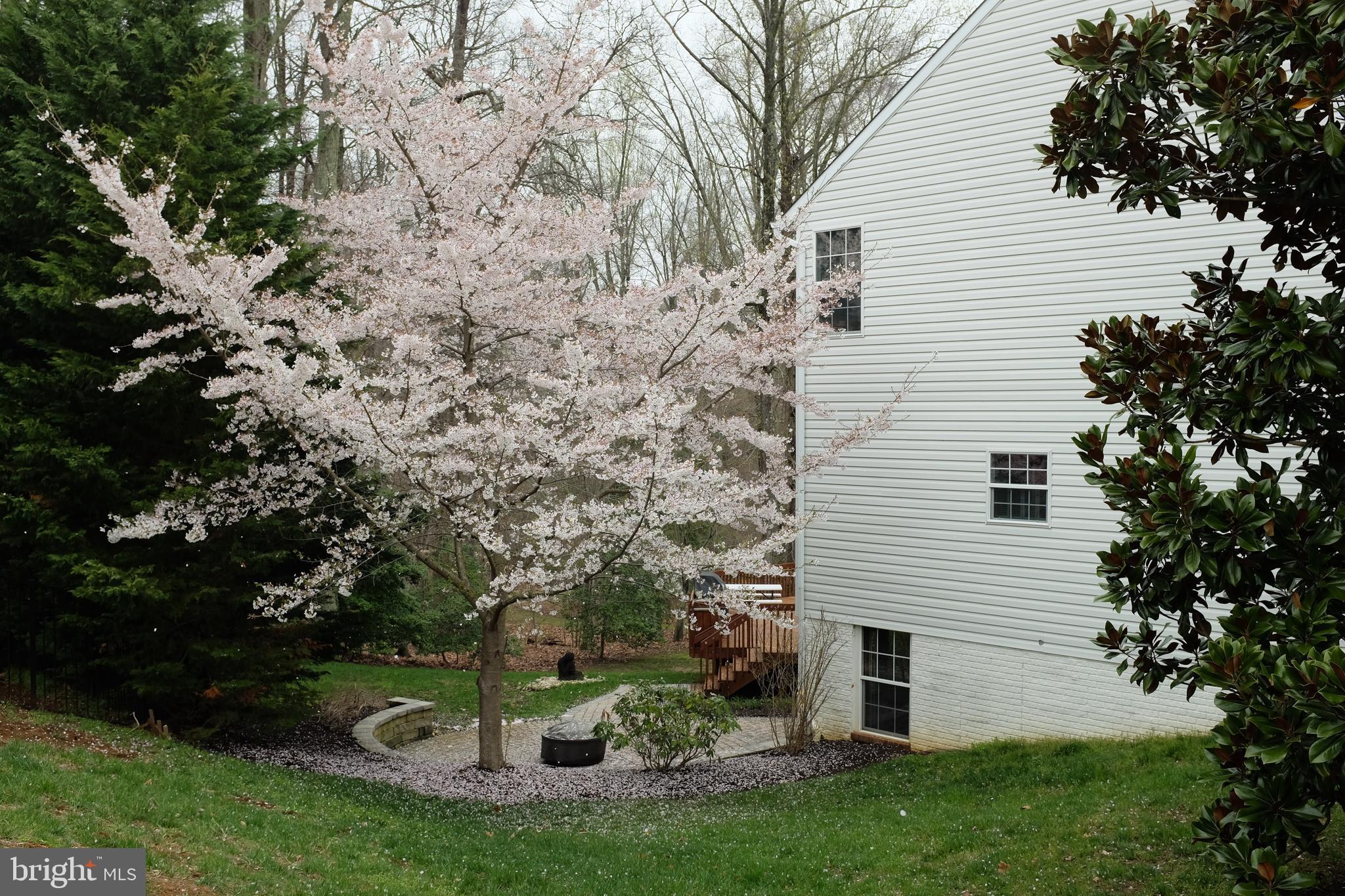 1554 Comanche Road Arnold, MD 21012 - Photo 5 of 96 Cherry Blossom tree on left side of home