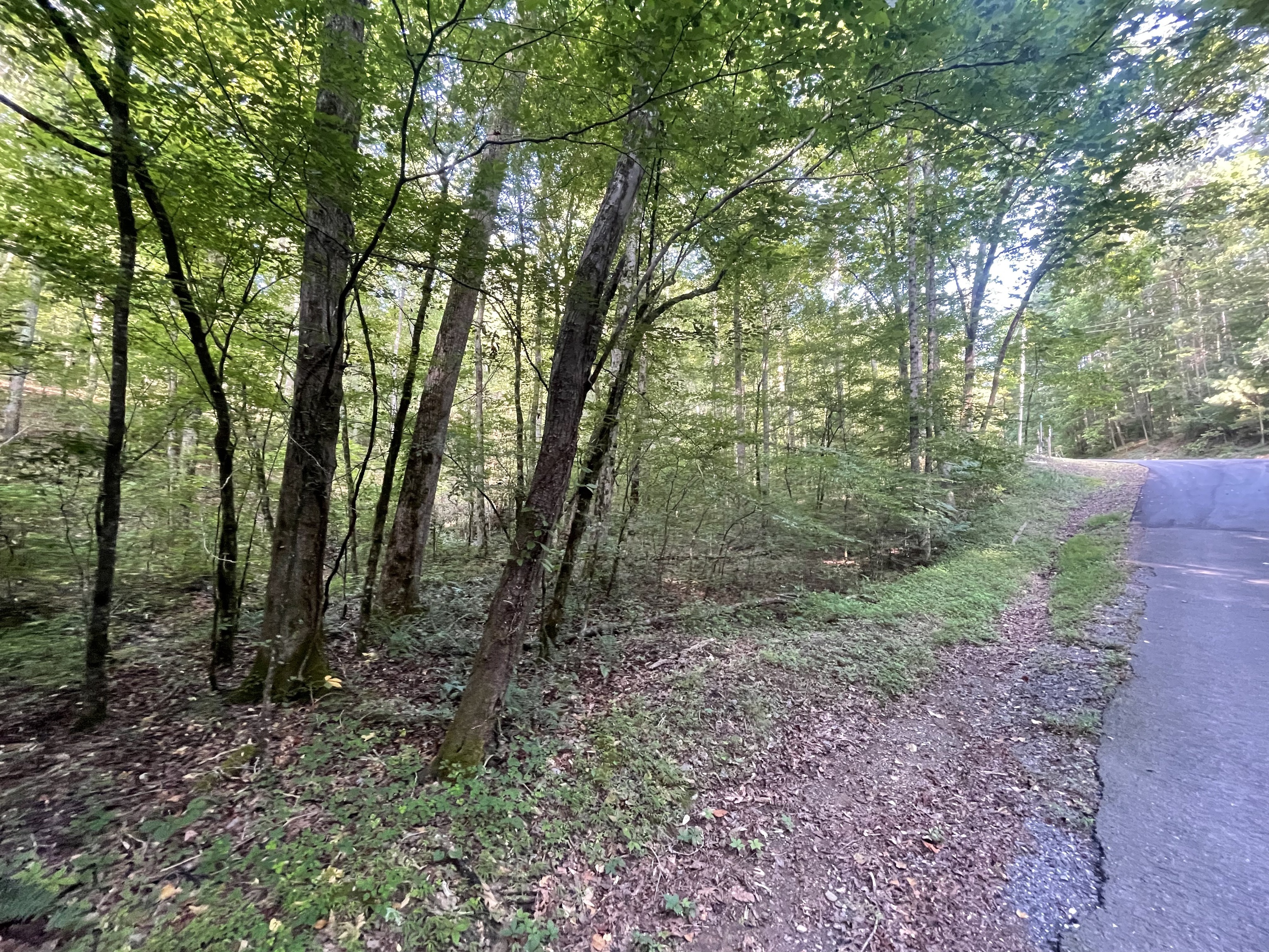 730 Nettles Lane Ranger, GA 30734 - Photo 1 of 32 a view of a forest with trees in the background