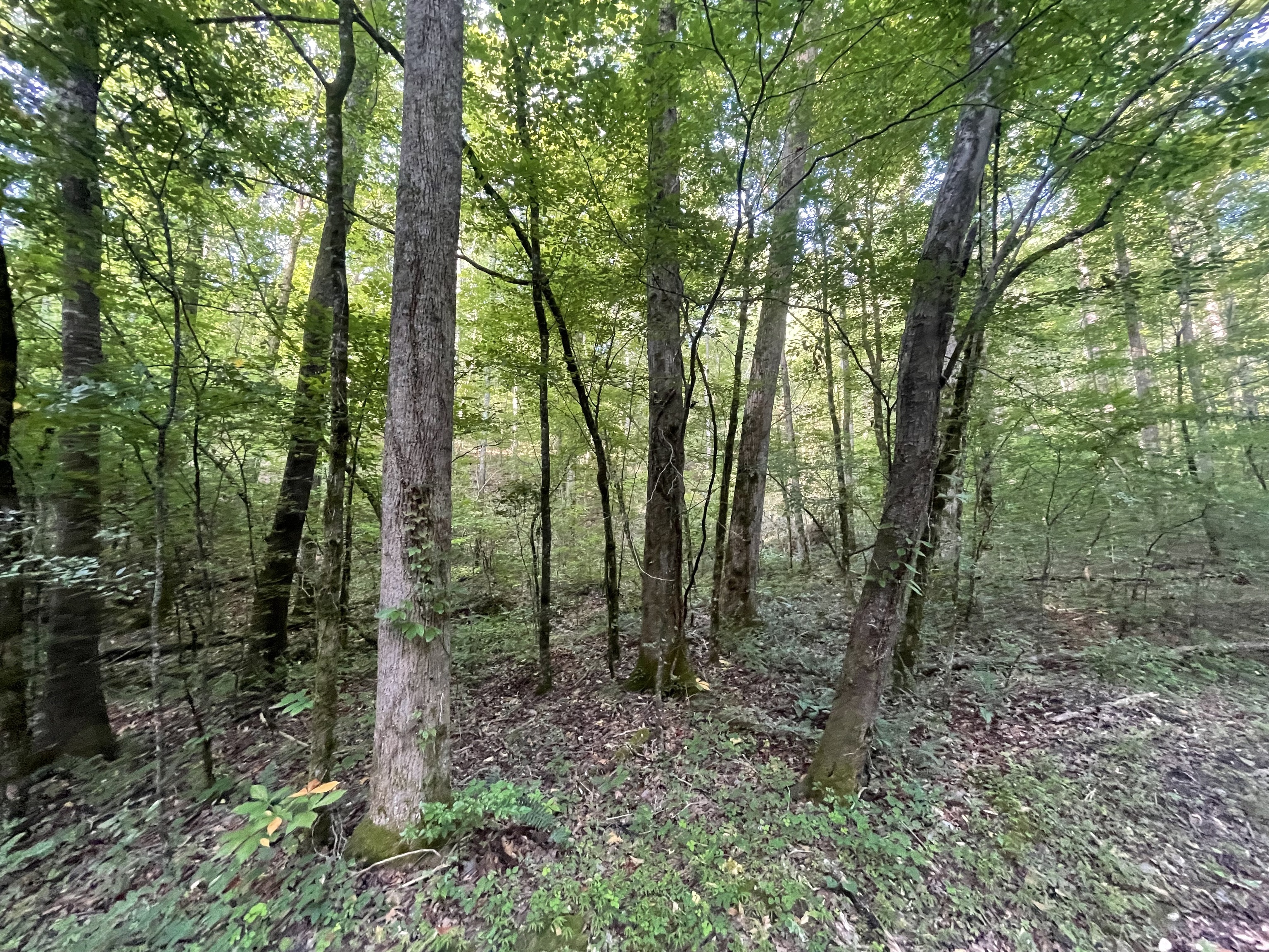 730 Nettles Lane Ranger, GA 30734 - Photo 3 of 32 a view of a forest