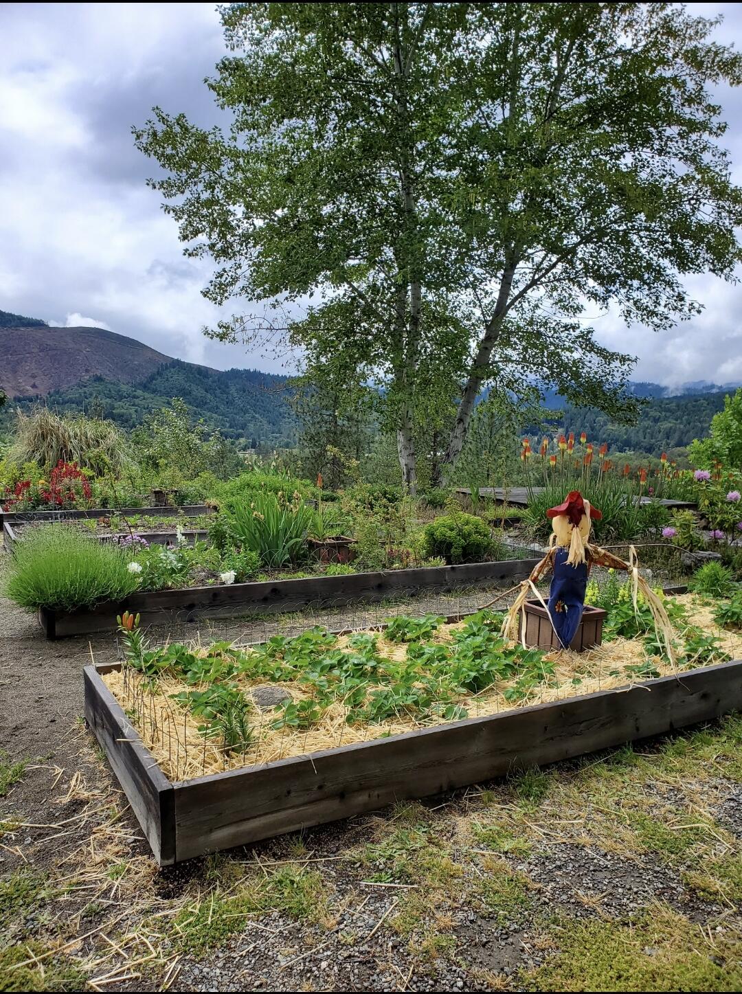3651 Helms Road Grants Pass, OR 97527 - Photo 48 of 51 Raised beds1