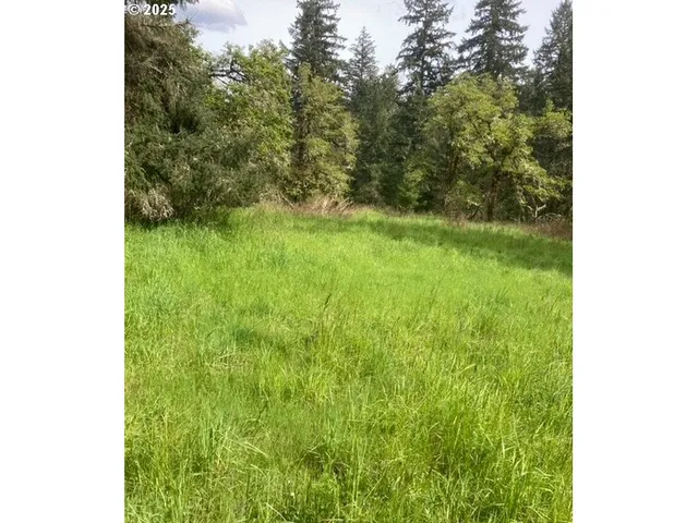 a view of a yard with plants and a bench