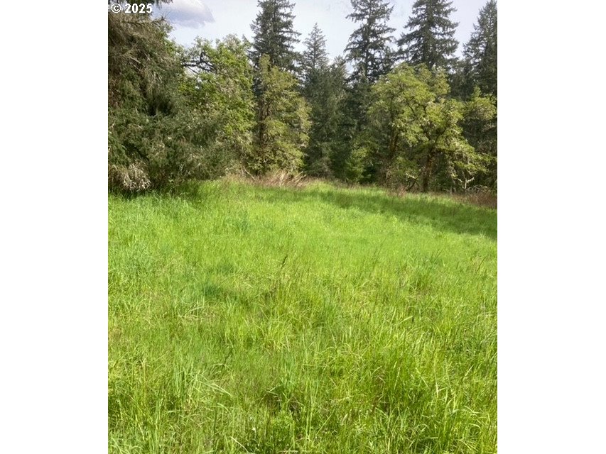 a view of a yard with plants and a bench