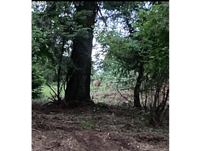 3 Lazy Way East Creswell, OR 97426 - Photo 14 of 18 a view of a tree in a yard