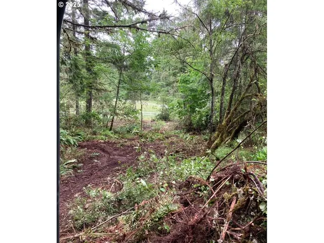a view of a forest that has a tree