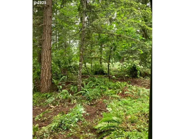a close up of a plant in a garden