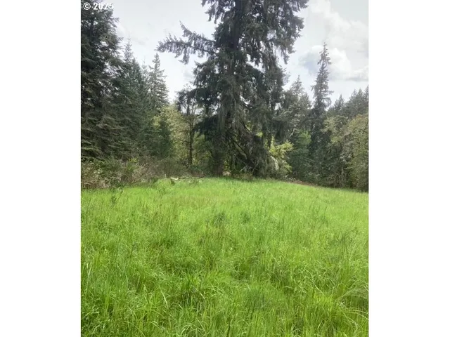a view of a yard with a trees