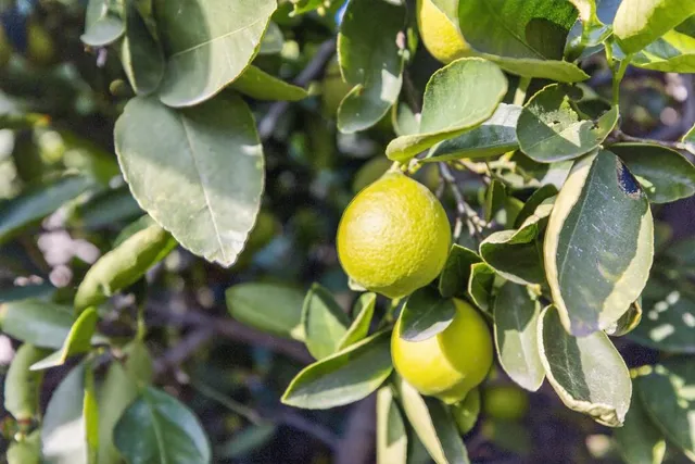 $559,999 | 5501 Big Creek Way, Elk Grove, CA 95758