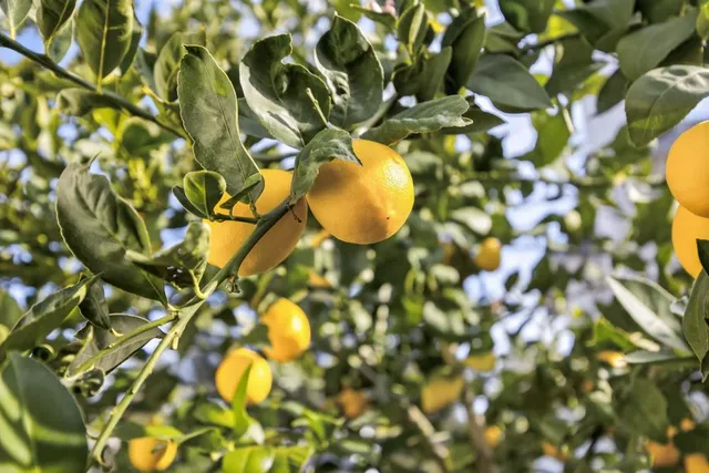 $559,999 | 5501 Big Creek Way, Elk Grove, CA 95758