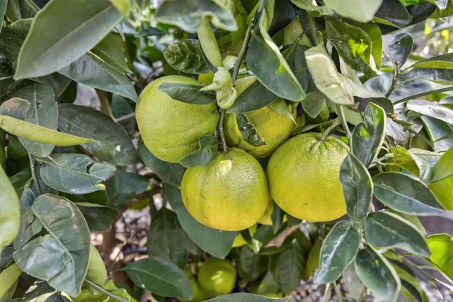 $559,999 | 5501 Big Creek Way, Elk Grove, CA 95758