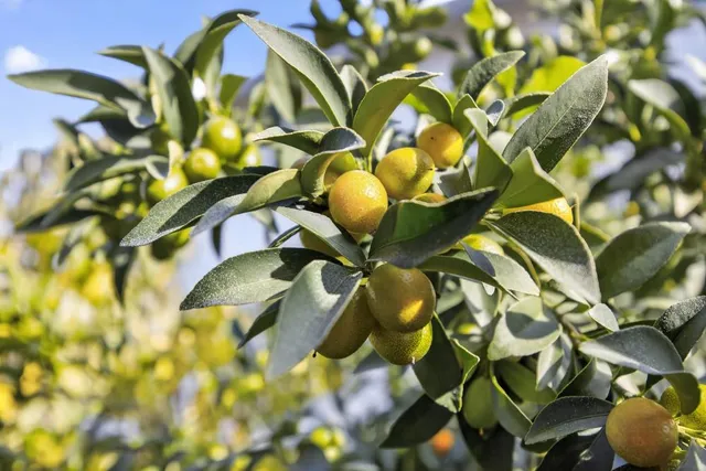 $559,999 | 5501 Big Creek Way, Elk Grove, CA 95758