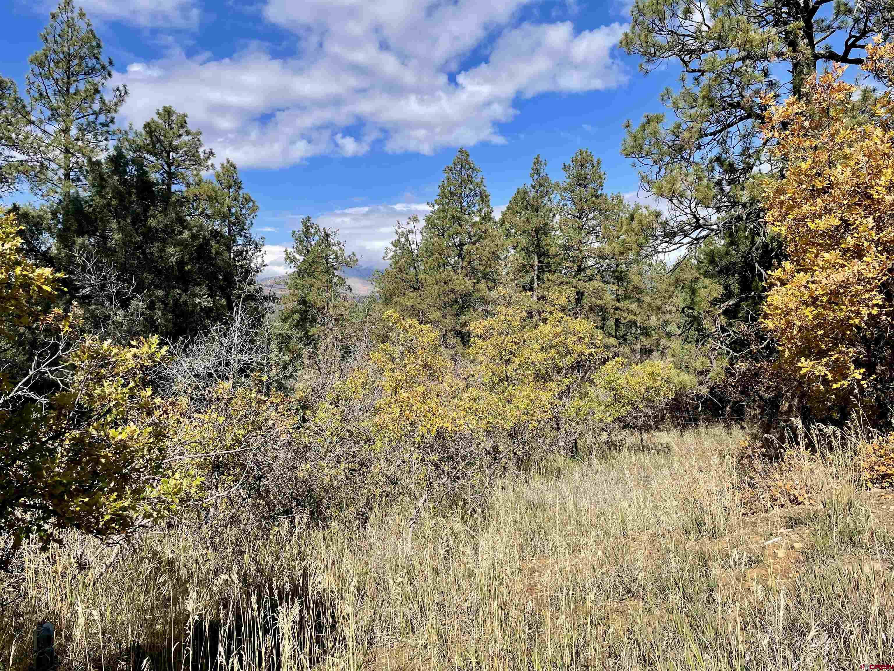 307 Deer Trail Road Durango, CO 81303 - Photo 12 of 16 a view of a yard with a tree