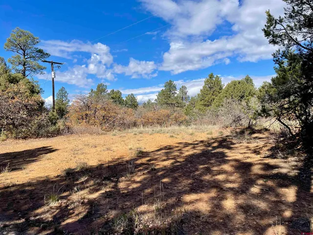 a view of a yard with trees