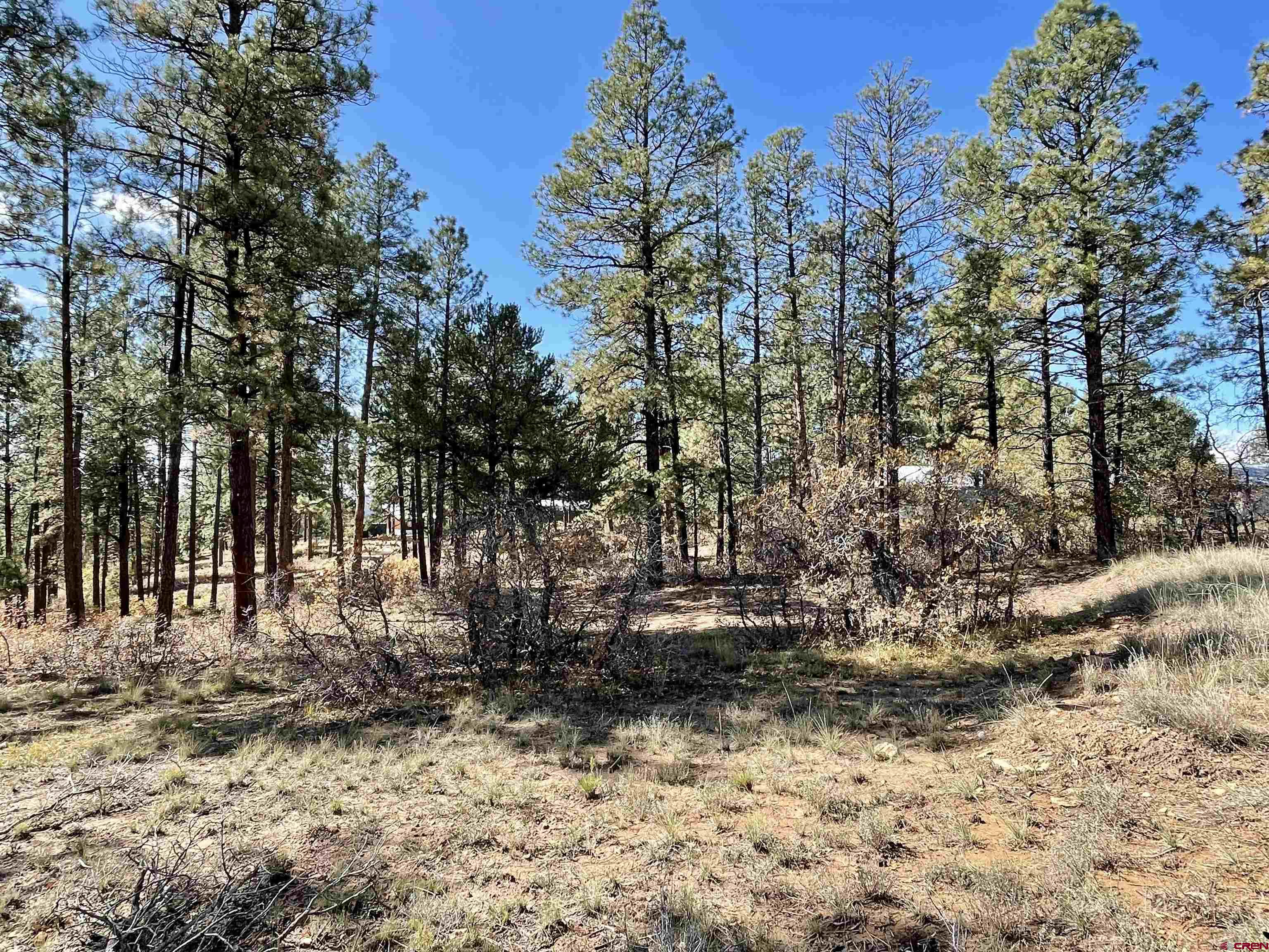307 Deer Trail Road Durango, CO 81303 - Photo 14 of 16 a view of a yard with trees