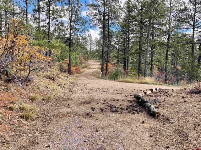 a view of a yard with plants and trees