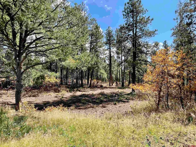 a view of a covered with trees