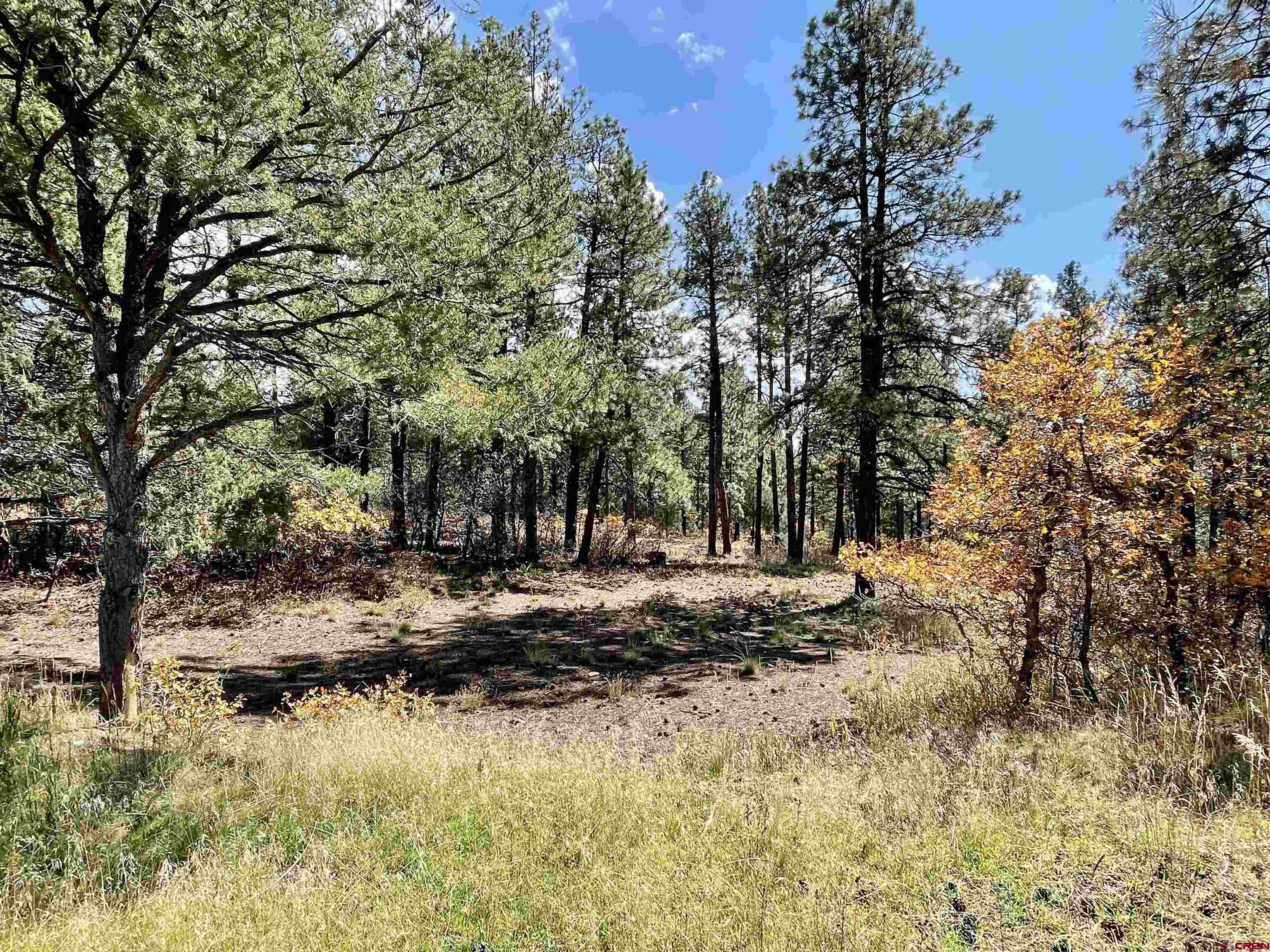 307 Deer Trail Road Durango, CO 81303 - Photo 8 of 16 a view of a covered with trees