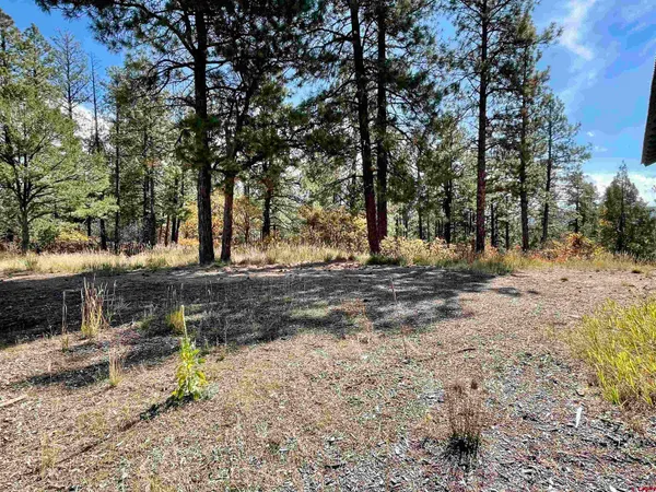a view of dirt yard with a large tree
