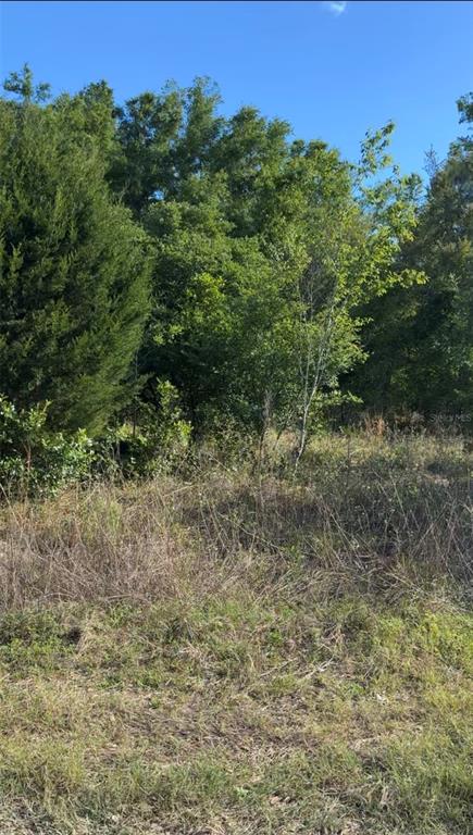 2405 Wilson Street Inverness, FL 34453 - Photo 2 of 3 a view of a forest with a tree in the background