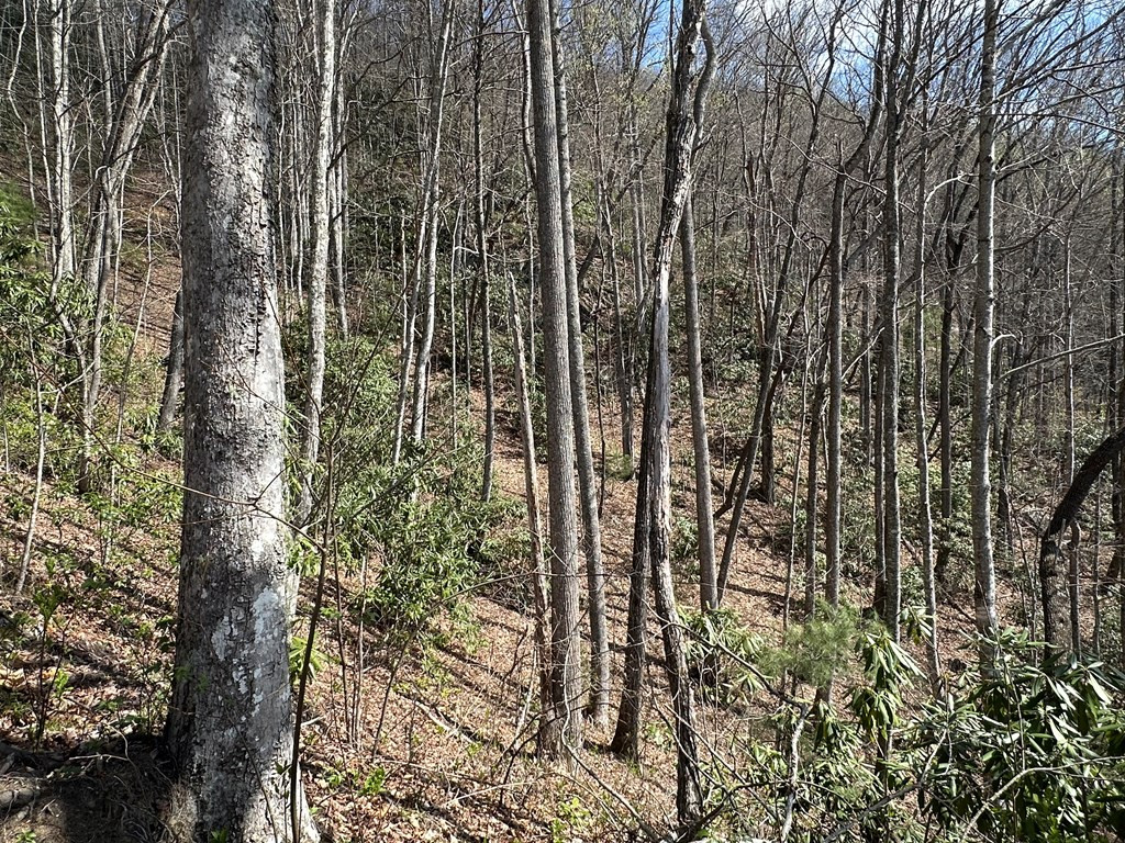 Lot 5 Huffman Creek Road Robbinsville, NC 28771 - Photo 10 of 13