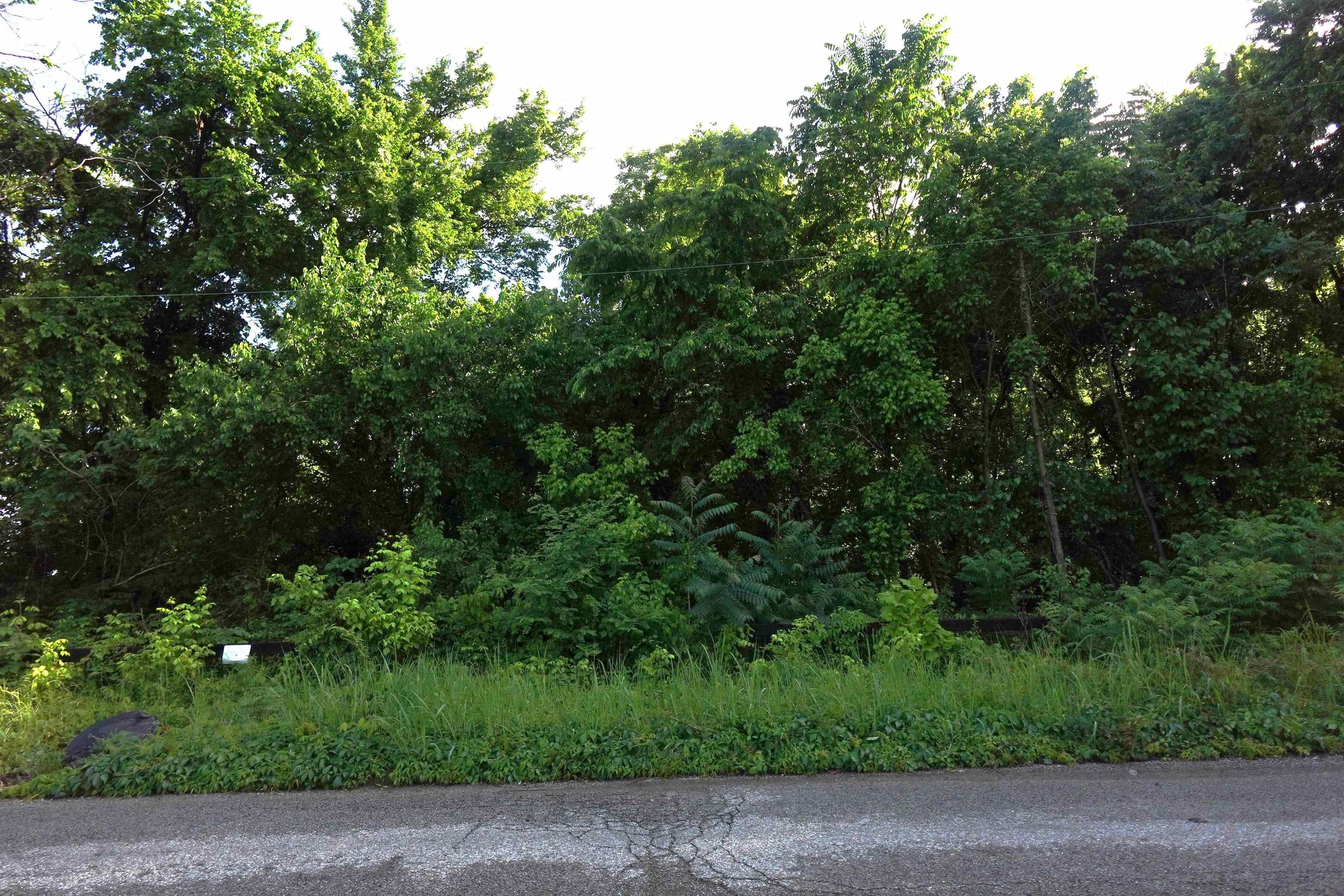 a view of a street with a tree