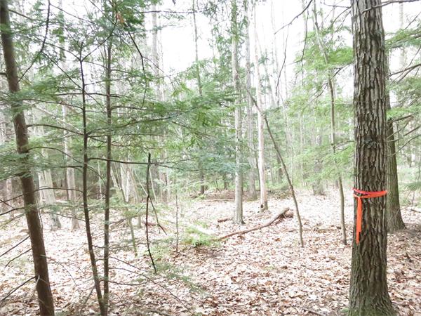 Lot 17 Jennison Road Wendell, MA 01379 - Photo 2 of 8 Gallery Image 2