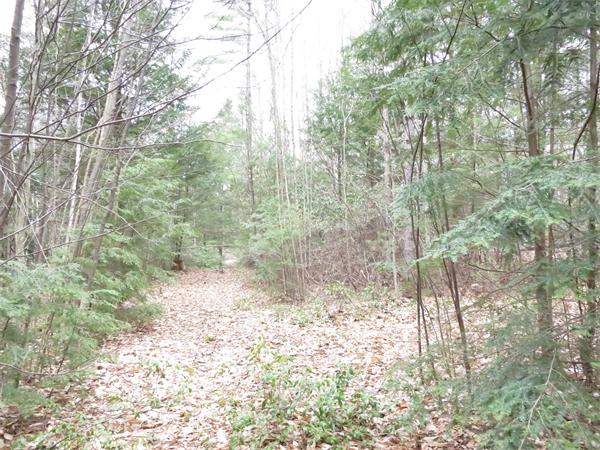 Lot 17 Jennison Road Wendell, MA 01379 - Photo 3 of 8 Gallery Image 3