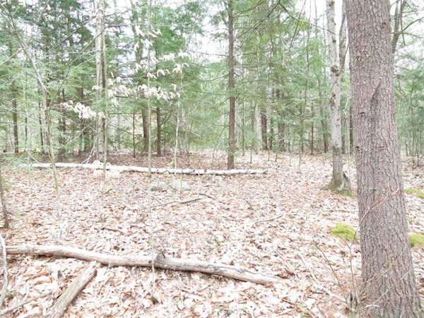 Lot 17 Jennison Road Wendell, MA 01379 - Photo 4 of 8 Gallery Image 4