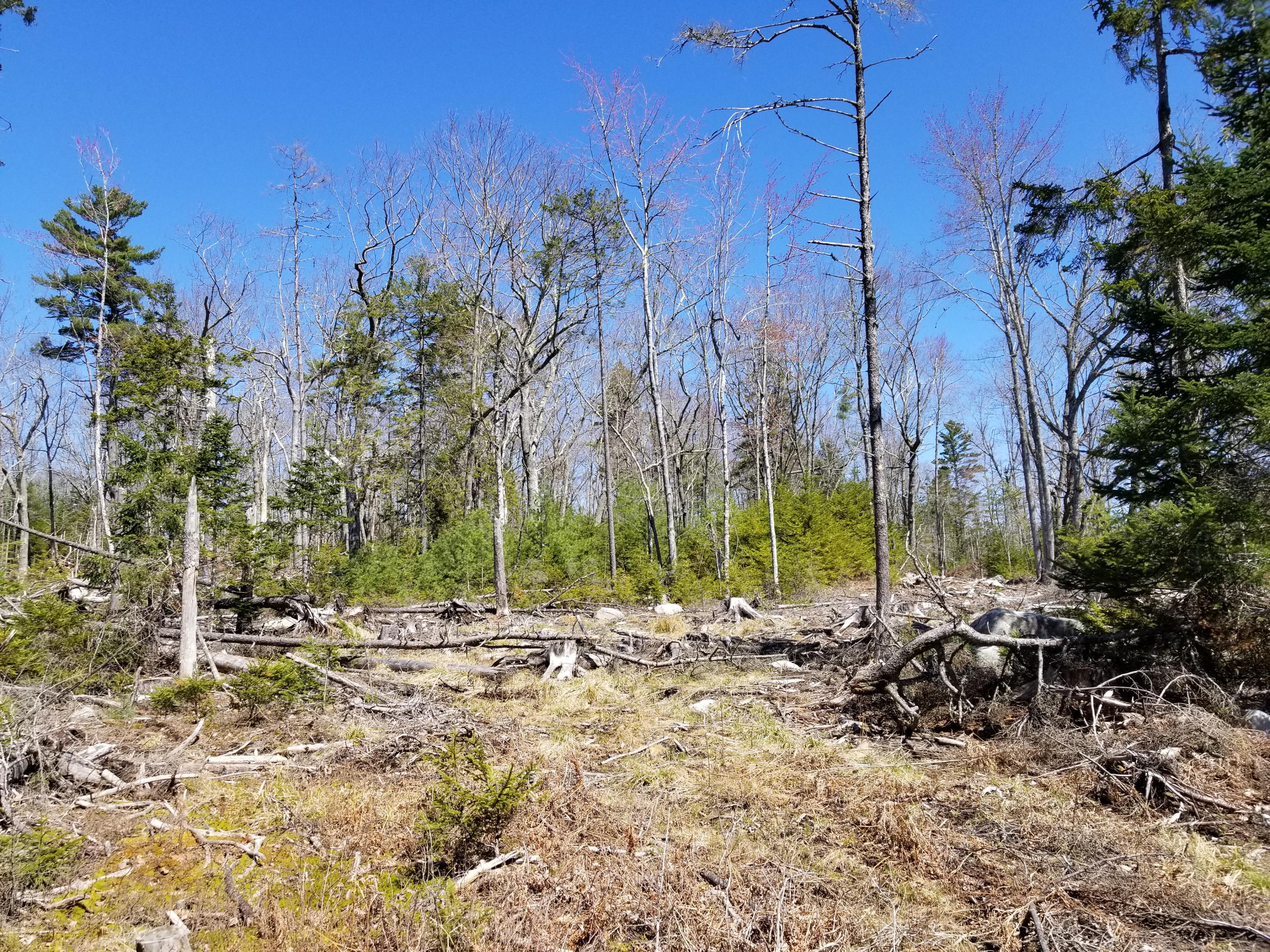 160 Southern Bay Road Penobscot, ME 04476 - Photo 32 of 62 32 recent harvest area