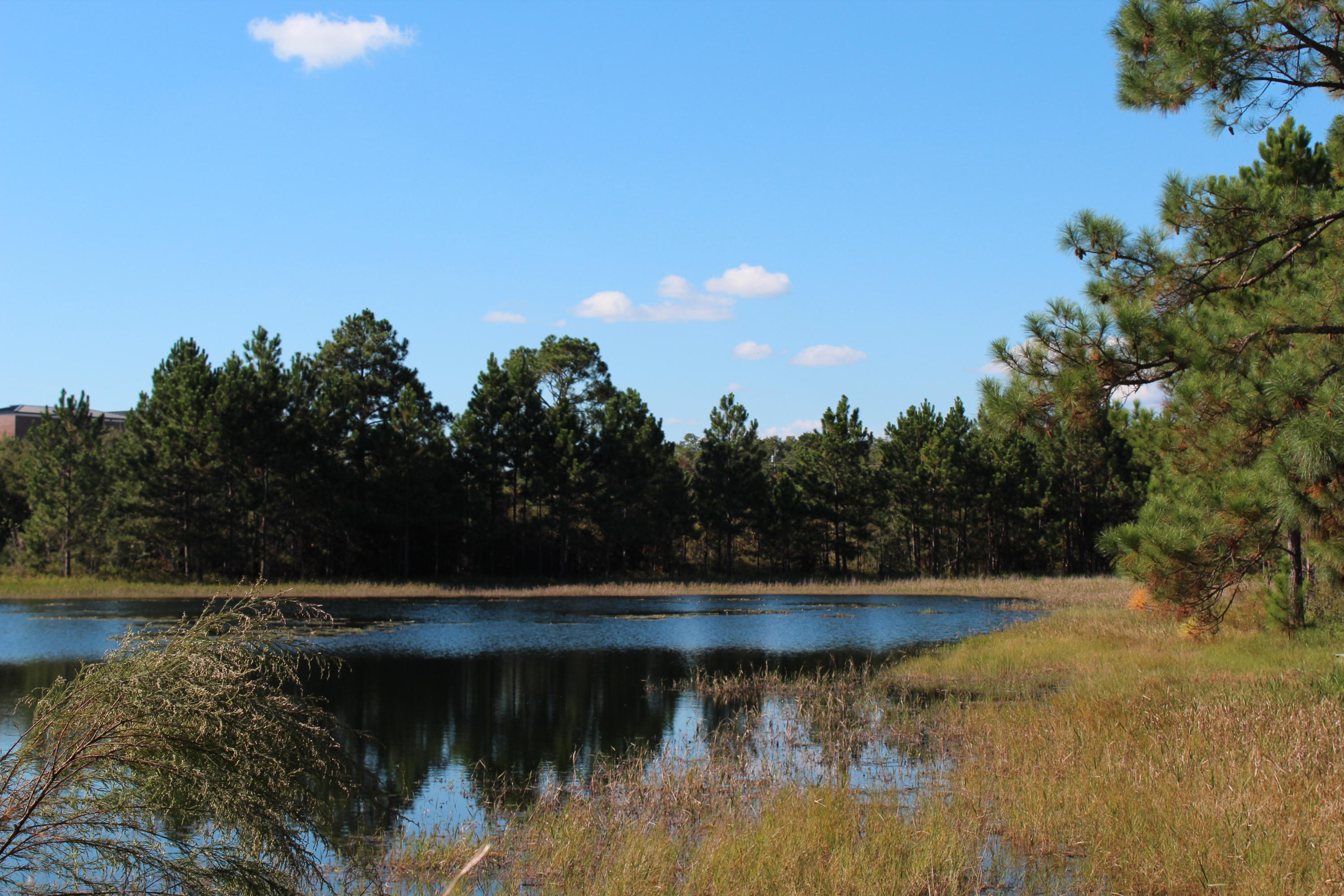 15-ac Walton Road DeFuniak Springs, FL 32433 - Photo 12 of 19 IMG_0059