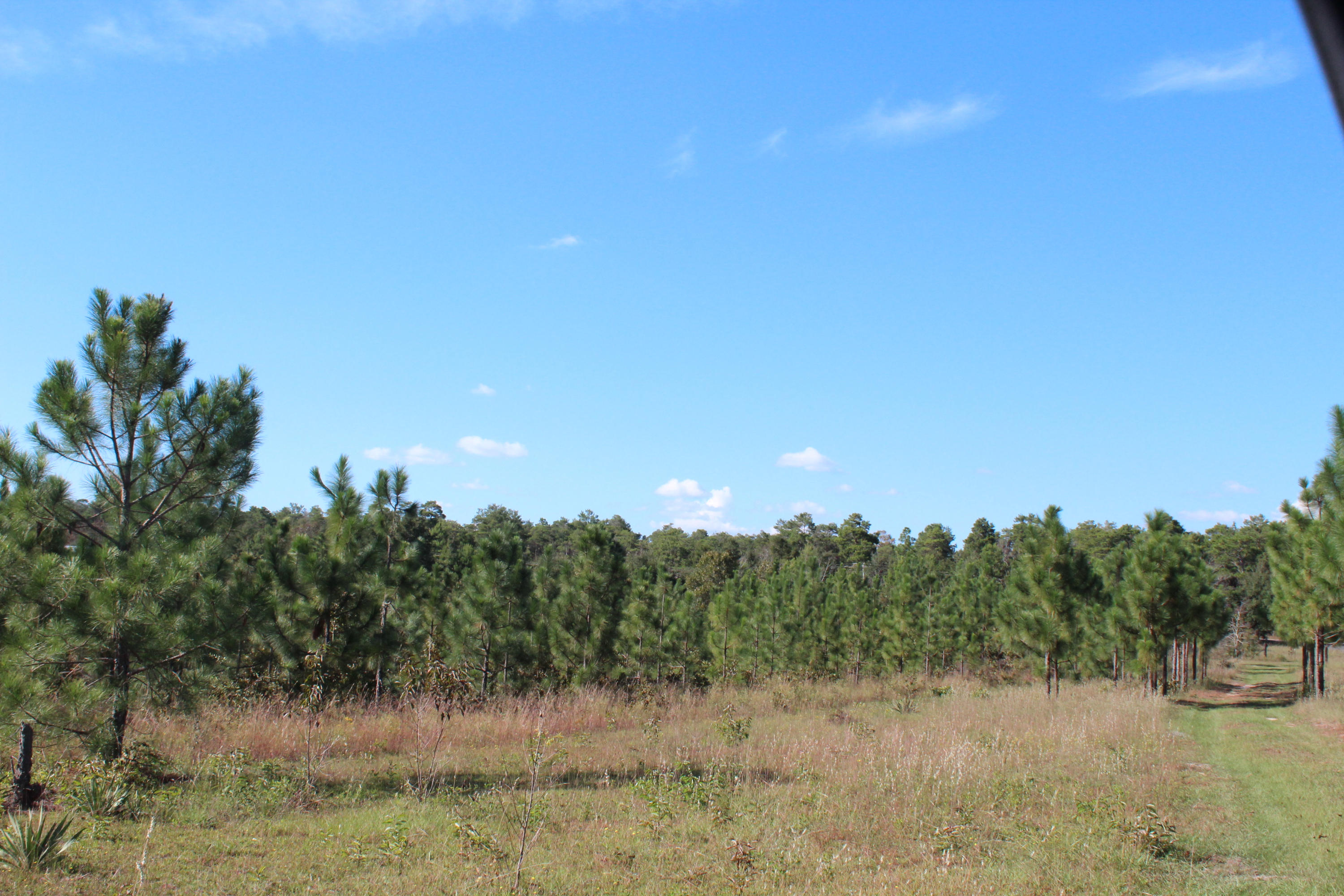 15-ac Walton Road DeFuniak Springs, FL 32433 - Photo 16 of 19 IMG_0064