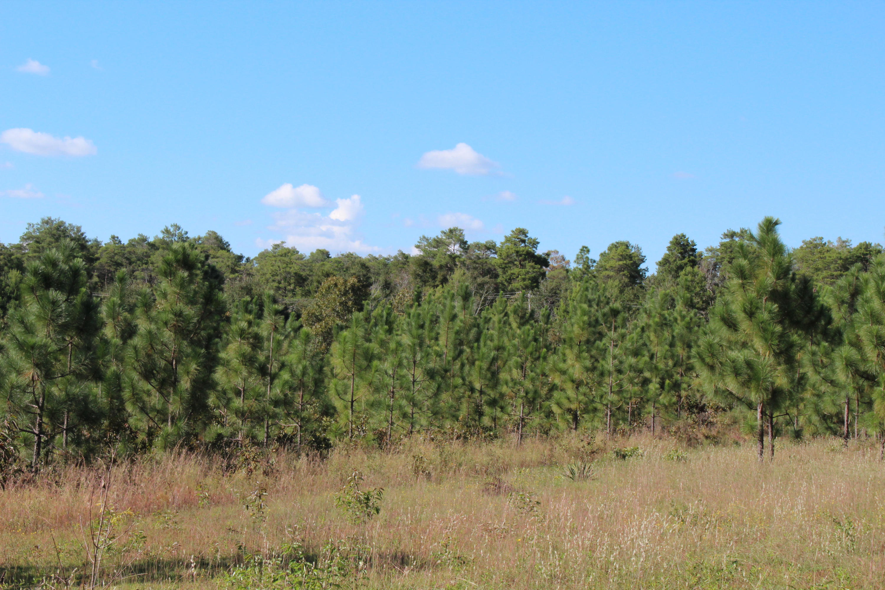 15-ac Walton Road DeFuniak Springs, FL 32433 - Photo 17 of 19 IMG_0065
