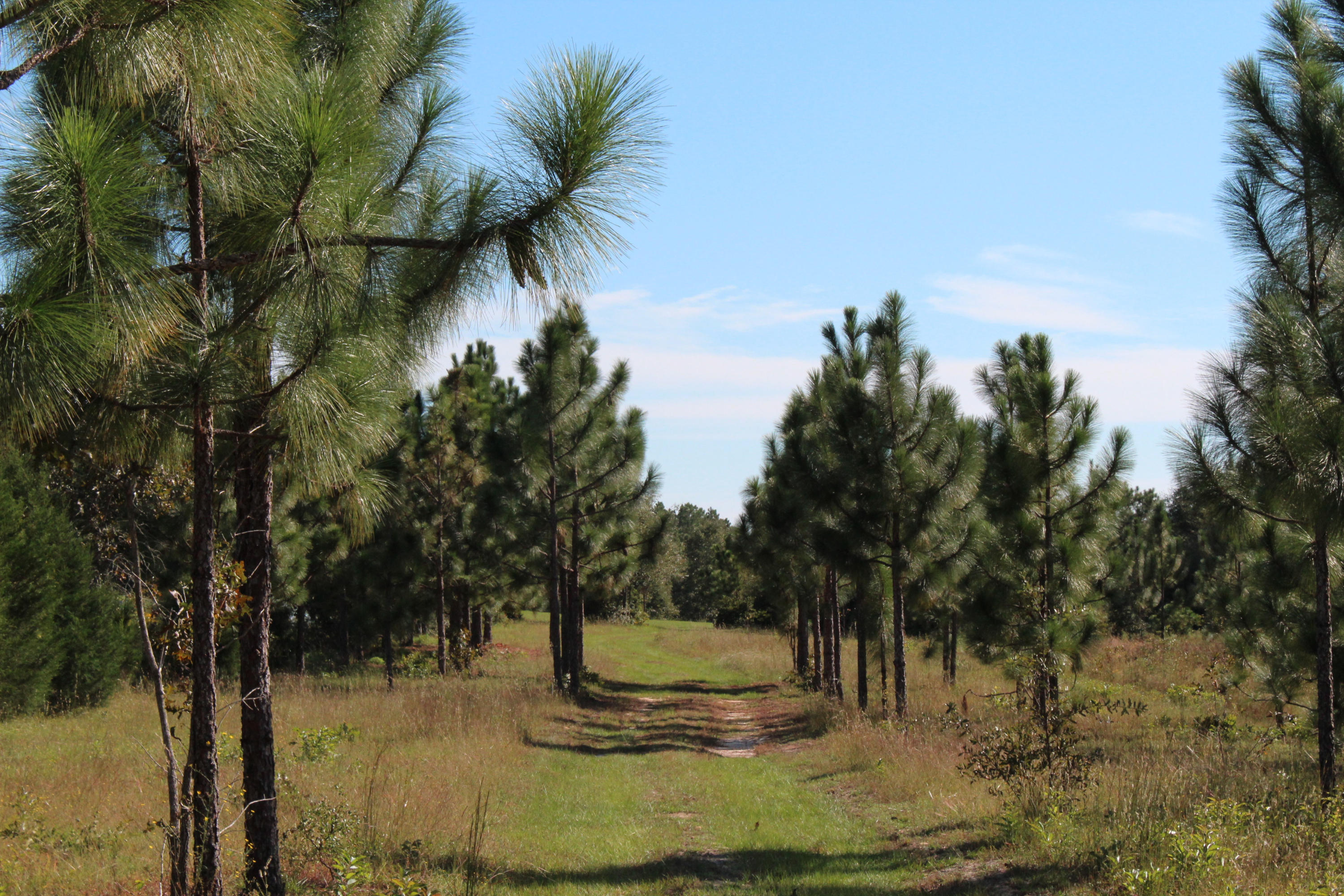 15-ac Walton Road DeFuniak Springs, FL 32433 - Photo 18 of 19 IMG_0048