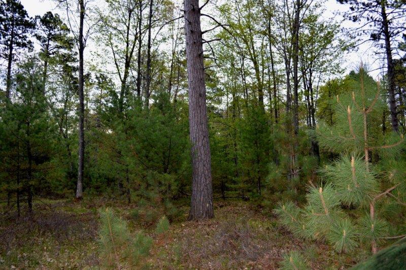 On Wakefield Lake Road, Unit LOT 2 St. Germain, WI 54558 - Photo 6 of 15 Gallery Image 6