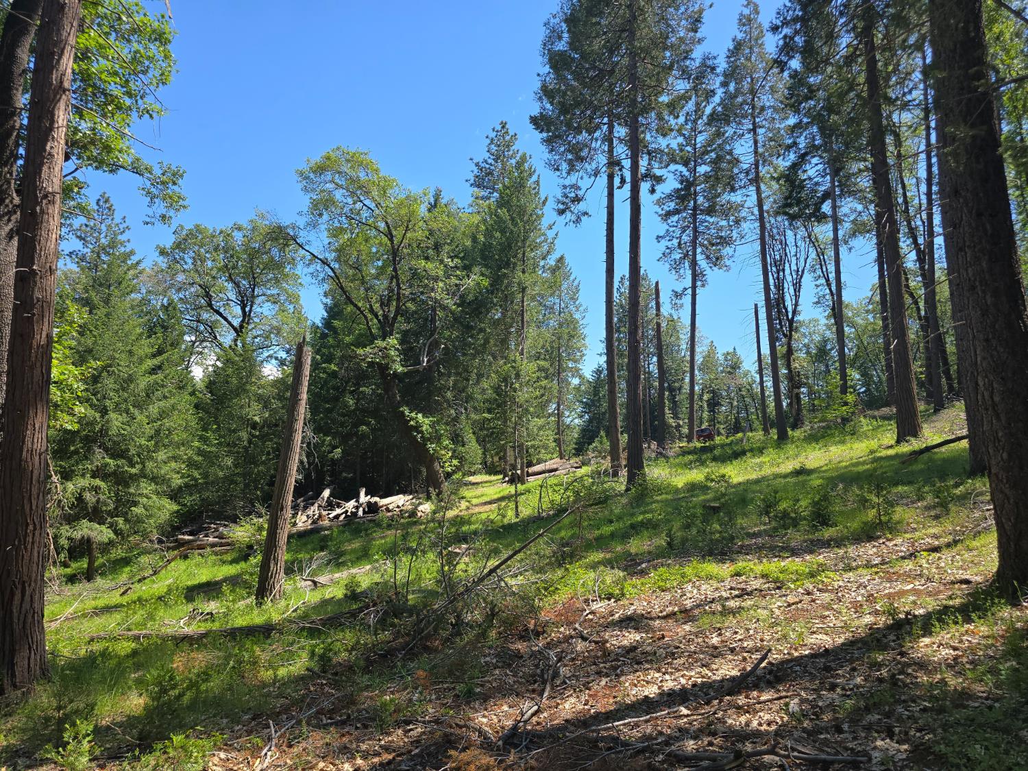 14599 Tumbling Creek Road Grass Valley, CA 95945 - Photo 3 of 9 a view of a park