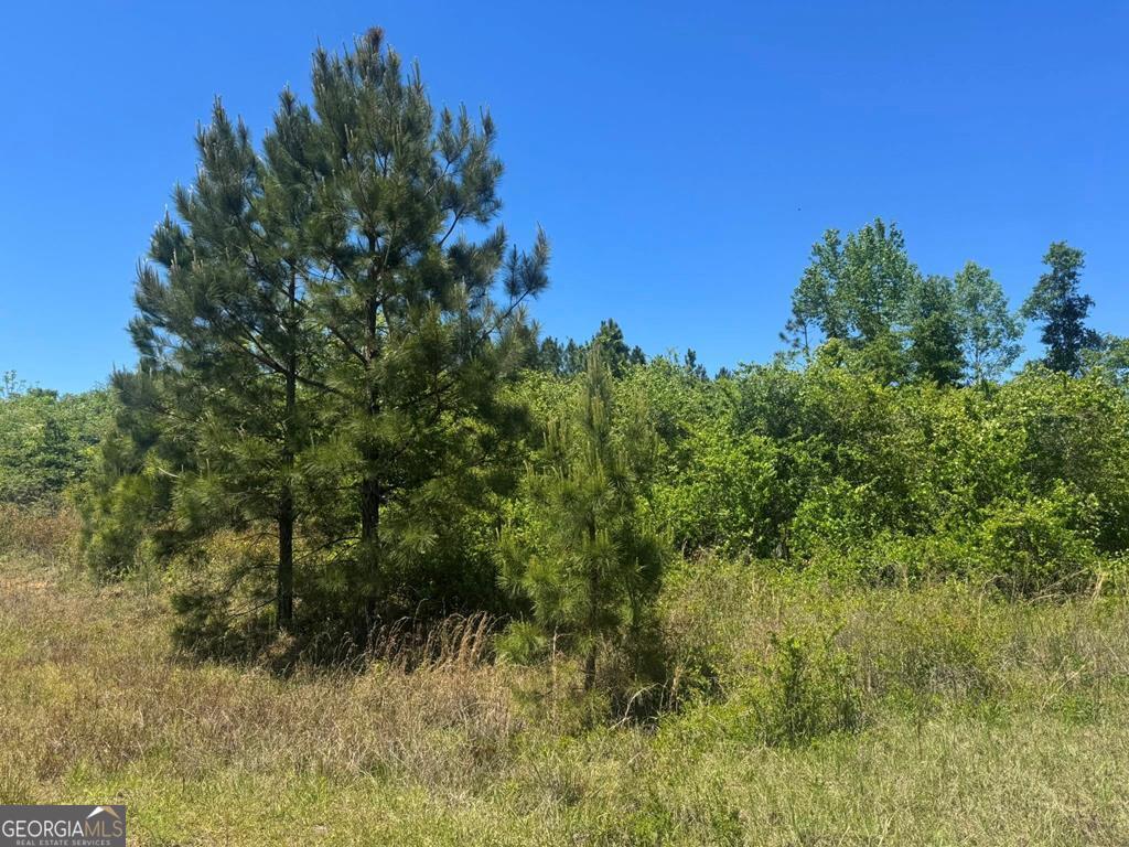 a view of a lush green forest with lots of trees