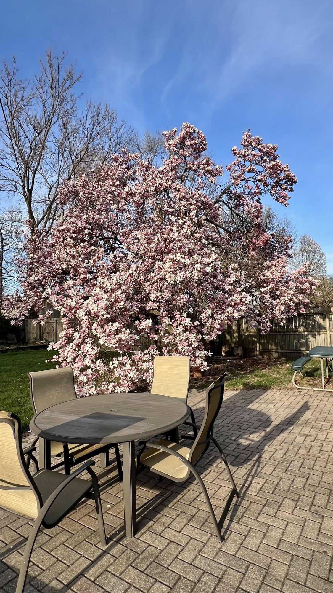 1511 Park Drive Munster, IN 46321 - Photo 3 of 23 a view of chairs and table on the terrace