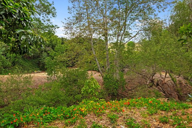 a view of a yard with plants and a large tree