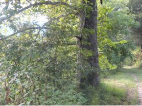 0 Luster Road Rogersville, TN 37857 - Photo 20 of 23 Photo 21