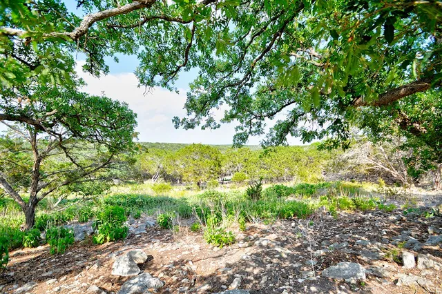 a close up of a tree